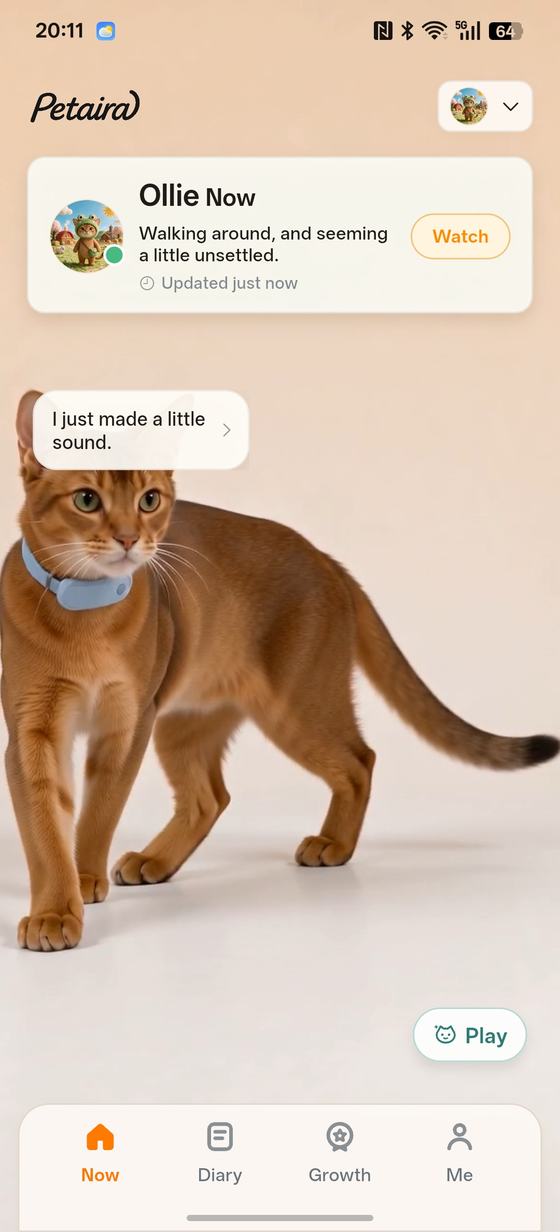 Petaira app — your cat's status right now